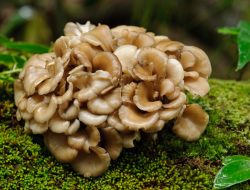 jamur maitake manfaat dan khasiat