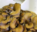 Kandungan dan Nutrisi Jamur Maitake