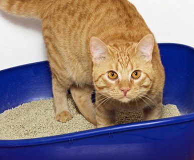 Kandungan Dalam Kotoran Kucing Bisa Mengobati Kanker