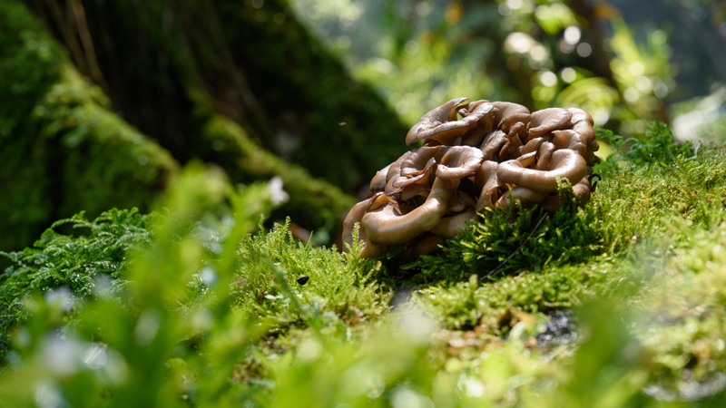 Maitake Jamur Berkhasiat dan Aman