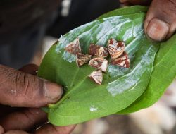 Daun Sirih Dikunyah Akan Picu Kanker Mulut